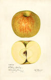 Malus domestica: Western Beauty