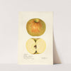 Malus domestica: Western Beauty by Mary Daisy Arnold