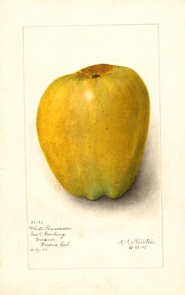 Malus domestica: White Pearmain