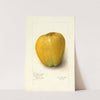 Malus domestica: White Pearmain by Amanda Almira Newton