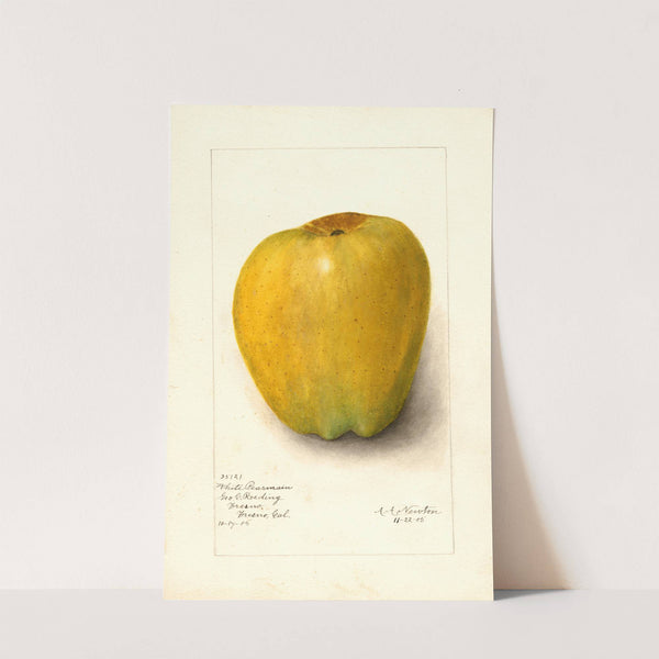 Malus domestica: White Pearmain by Amanda Almira Newton