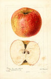 Malus domestica: Wine