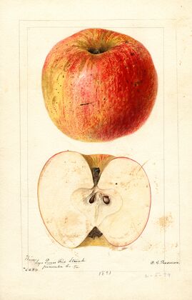 Malus domestica: Wine