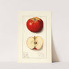 Malus domestica: Winesap by Ellen Isham Schutt