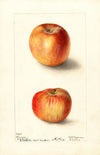 Malus domestica: Winesap