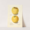 Malus domestica: Yellow Bellflower (1906) by Ellen Isham Schutt