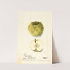 Malus domestica: Yellow Forest by Bertha Heiges