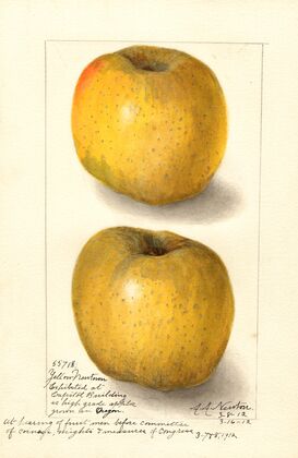 Malus domestica: Yellow Newtown