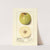 Malus domestica: Yellow Newtown by Ellen Isham Schutt