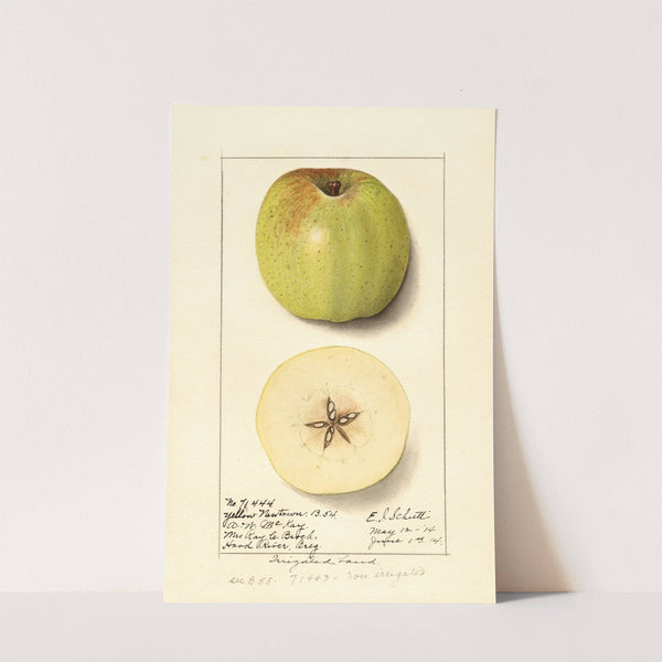 Malus domestica: Yellow Newtown by Ellen Isham Schutt