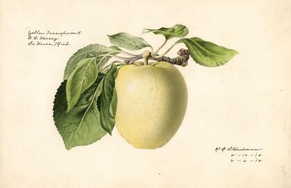 Malus domestica: Yellow Transparent
