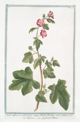 Malva Africana, arborescens, semper florens, floribus rubris, Ribesii folio – Malvone – La grande Mauve