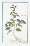 Malva Americana, Ulmifolia, floribus conglobatis ad foliorum alas – Malva – Mauve. (False mallow)