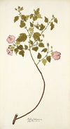 Malva balsamica