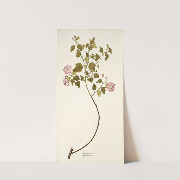 Malva balsamica by Nikolaus Joseph Freiherr von Jacquin