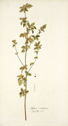 Malva scoparla