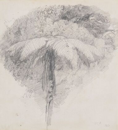 Mamaku, Taranaki