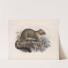 Mammalia Pl 05 by Frederick DuCane Godman