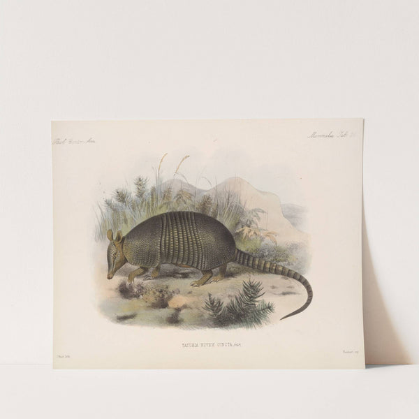 Mammalia Pl 18 by Frederick DuCane Godman