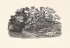 Man and dog in tree