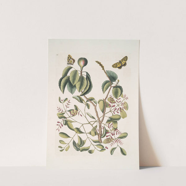 Mancanilla Pyri facie, The Mancaneel-Tree; Viscum foliis latioribus; Papilio medius &amp;c. by Mark Catesby