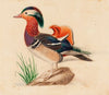 Mandarin Duck (Male)