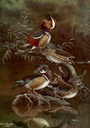 Mandarin Duck,Carolina Duck (1922-1926)