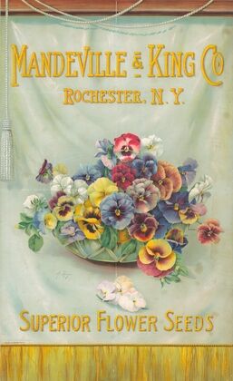 Mandeville & King Co., superior flower seeds [bowl of pansies]