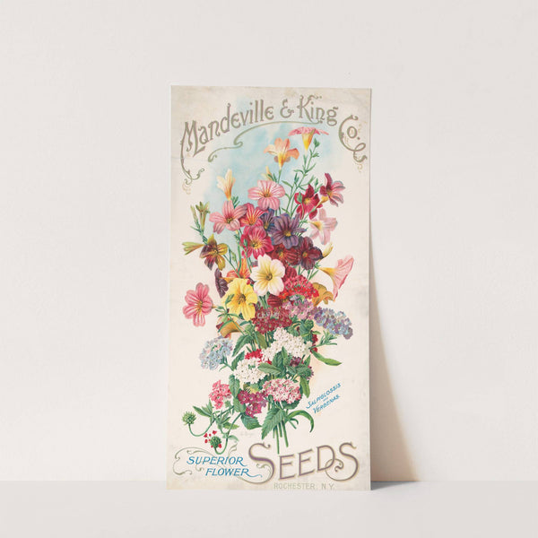 Mandeville & King Co., superior flower seeds, salpiglossis and verbenas (1905) by Alois Lunzer