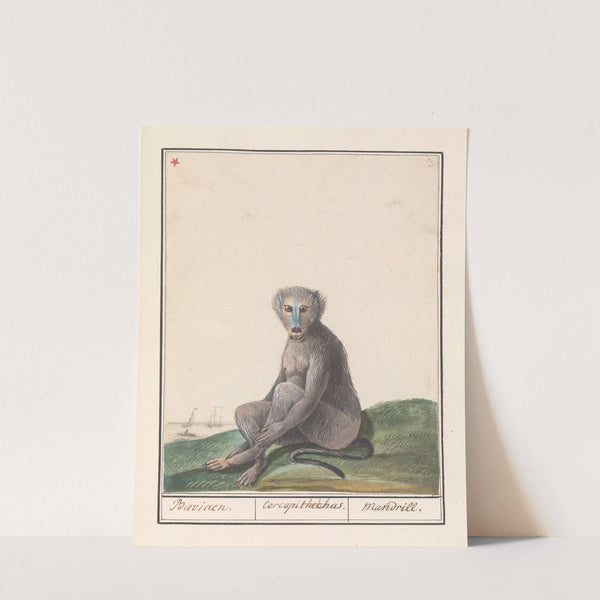 Mandril (Mandrillus sphinx) Baviaen. Cercopithechus. Mandrill (1596-1610) by Anselmus Boëtius de Boodt
