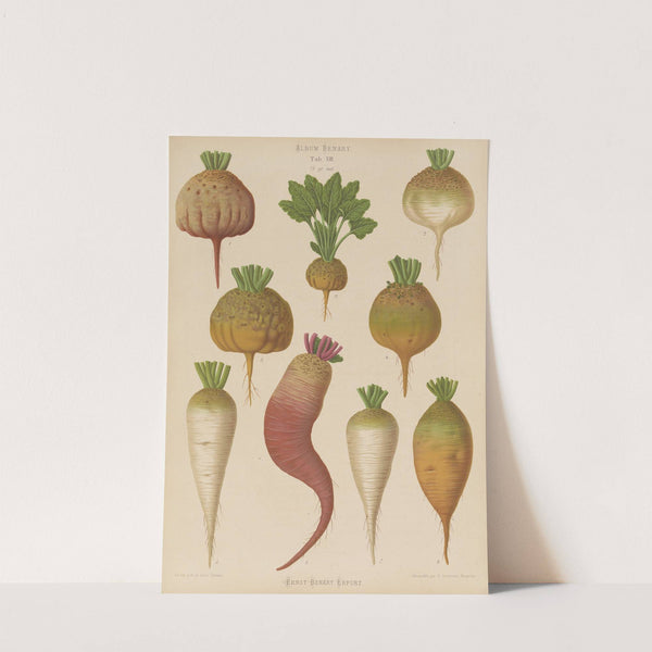 Mangel Wurzels. Sugar Beets (1876-1886) by Ernst Benary