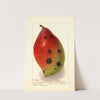 Mangifera indica: Ameeri; Amiri by Ellen Isham Schutt
