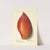 Mangifera indica: Ameeri by Ellen Isham Schutt
