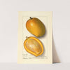 Mangifera indica: Amiri by Ellen Isham Schutt