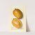 Mangifera indica: Amiri by Ellen Isham Schutt