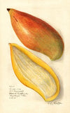 Mangifera indica: Amiri