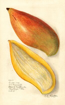 Mangifera indica: Amiri