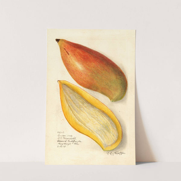 Mangifera indica: Amiri by Amanda Almira Newton