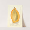 Mangifera indica: Amiri by Ellen Isham Schutt