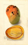 Mangifera indica: Ennuria