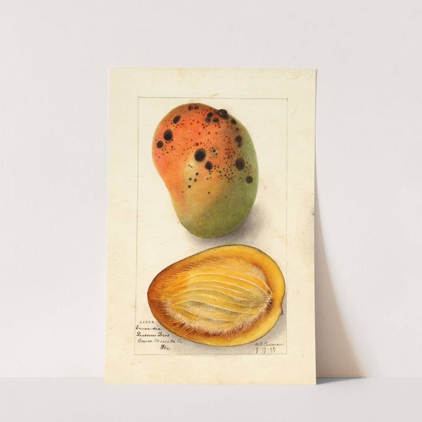 Mangifera indica: Ennuria by Deborah Griscom Passmore