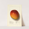 Mangifera indica: Haden by Ellen Isham Schutt