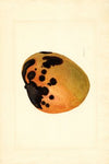 Mangifera indica