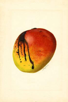 Mangifera indica: Mulgoba