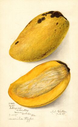 Mangifera indica: No