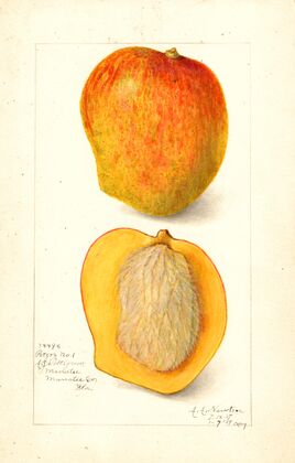 Mangifera indica: Peters No
