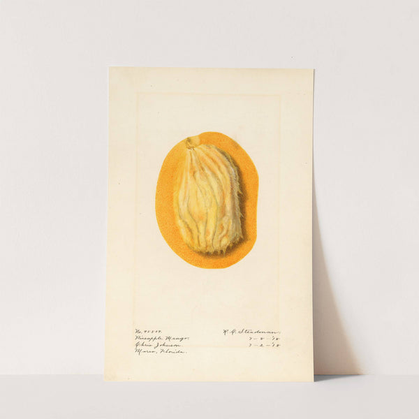 Mangifera indica: Pineapple Mango by Royal Charles Steadman