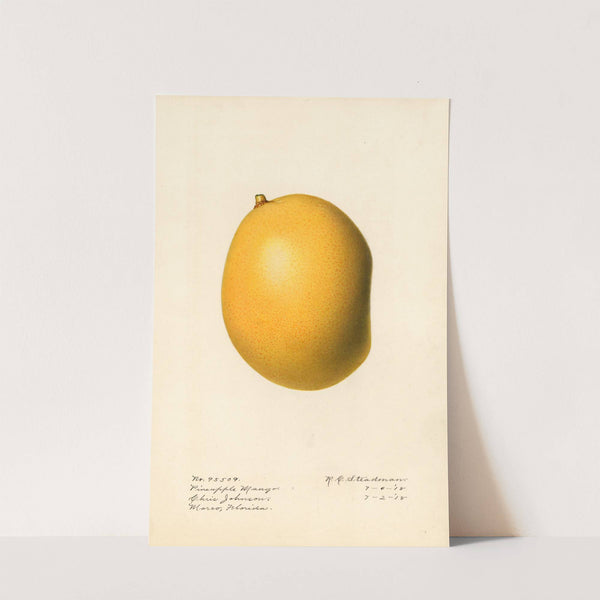 Mangifera indica: Pineapple Mango by Royal Charles Steadman