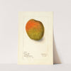Mangifera indica: Raja Purri by Deborah Griscom Passmore