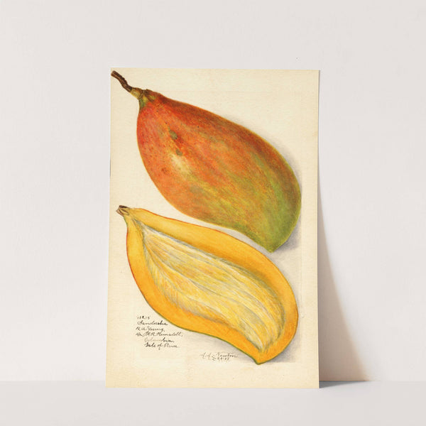Mangifera indica: Sandersha by Amanda Almira Newton